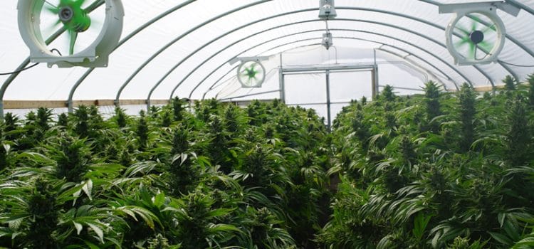 Ontario’s First Post-Secondary Marijuana Production Certificate
