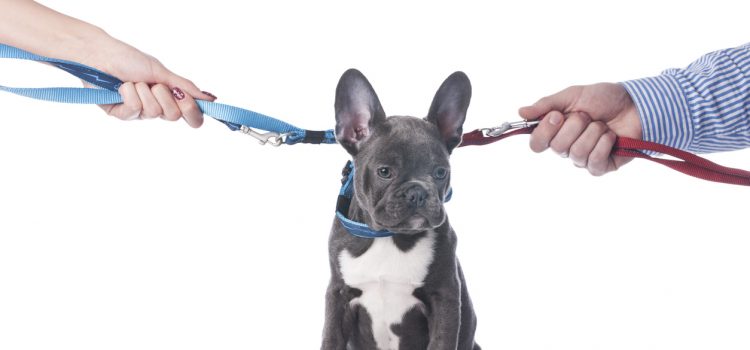 French bulldog with two hands divorce