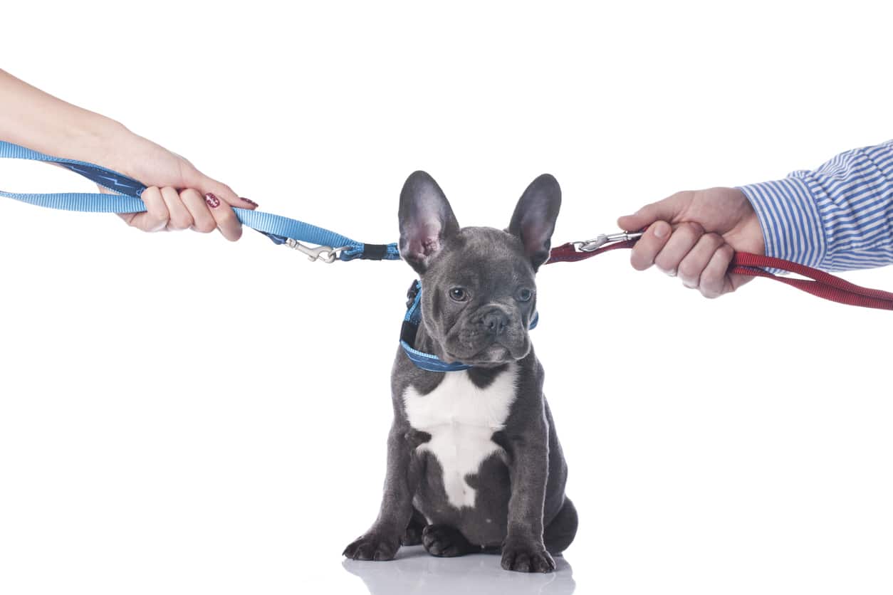 French bulldog with two hands divorce